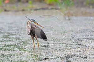 Purple heron or ardea purpurea is hunting in a pond or lake