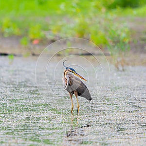 Purple heron or ardea purpurea is hunting in a pond or lake