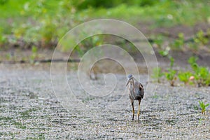 Purple heron or ardea purpurea is hunting in a pond or lake