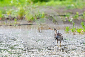 Purple heron or ardea purpurea is hunting in a pond or lake