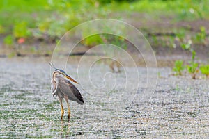 Purple heron or ardea purpurea is hunting in a pond or lake