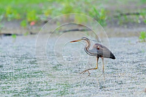 Purple heron or ardea purpurea is hunting in a pond or lake