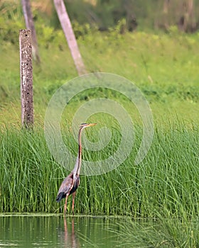 Purple heron Ardea purpurea observed in the wetlands near Virar photo