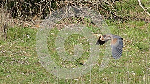 Purple Heron Ardea purpurea at Plaiaundi