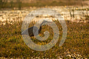 Purple heron or Ardea purpurea portrait in golden hour light at wetland of keoladeo ghana national park or bharatpur bird