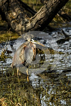 Purple heron or Ardea purpurea portrait in wetland of keoladeo ghana national park or bharatpur bird sanctuary rajasthan india