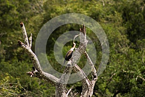 Purple heron-bird