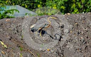 Purple heron bird in Sri anka Ardea purpurea