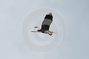 Purple Heron in Flight 02