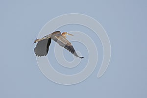 Purple Heron in Flight