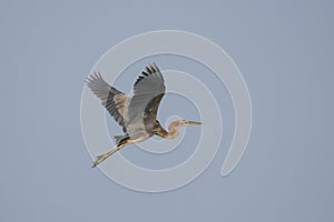 Purple Heron in Flight against Blue Sky