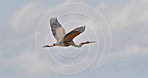 Purple heron in flight, Ardea purpurea