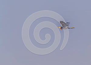 Purple Heron in Flight in blue sky