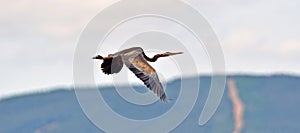 Purple heron in flight slow