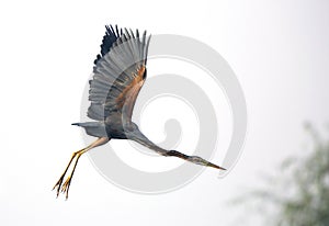 Purple Heron flying