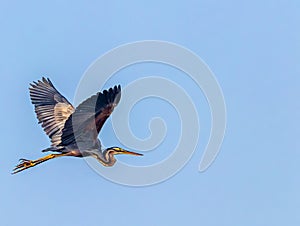 Purple Heron Flying over wet land