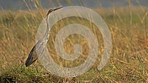 Purple heron looking over grass field