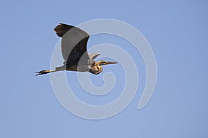 Purple heron in majestic flight isolated in blue sky