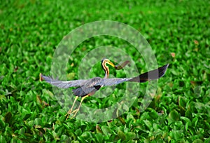 Purple heron - Sri Lanka