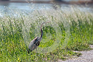 Purple heron swamps and lakes of Europe hunter of amphibians and fish