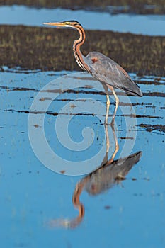 Purple heron swamps and lakes of Europe hunter of amphibians and fish