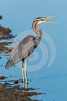 Purple heron swamps and lakes of Europe hunter of amphibians and fish