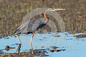Purple heron swamps and lakes of Europe hunter of amphibians and fish
