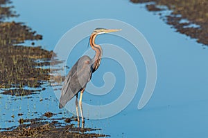 Purple heron swamps and lakes of Europe hunter of amphibians and fish