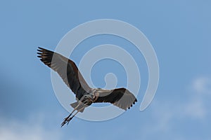 Purple Heron Taking Flight
