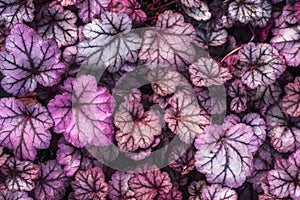 Purple Heuchera hybrid Obsidian, top view. Bright leaves of Heuchera in glasshouse. Decorative foliage background