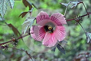 Purple hibiscus in bloom on green background photo