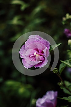 Purple hibiscus. Blooming flower on a shrub in the garden