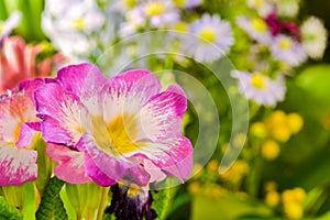 Purple hibiscus flower