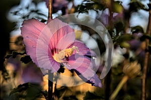 Purple hibiscus flower in bloom at sunset seen up close