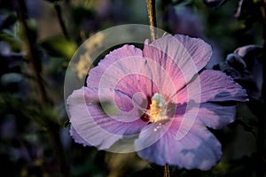 Purple hibiscus flower in bloom at sunset seen up close