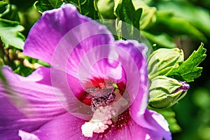 Purple hibiscus flower