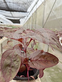 Purple hidroponic spinach