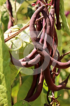 Purple high-growing green beans in the garden in summer photo
