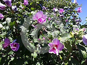 Purple Hollyhock flowers in the garden.
