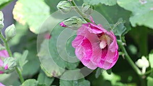 Purple Hollyhock Flowers Moving in the Wind