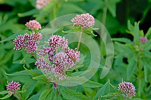 Purple Holy rope boneset flowers on a green bokeh background