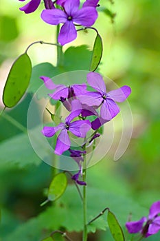 Purple honesty flowers and seed pods on vine surrounded by green