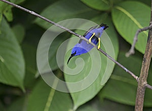 Purple Honeycreeper