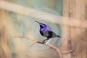 Purple honeycreeper