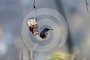 Purple honeycreeper bird Cyanerpes caeruleus