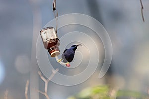 Purple honeycreeper bird Cyanerpes caeruleus