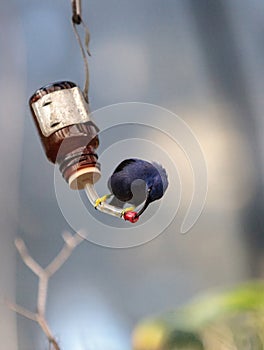 Purple honeycreeper bird Cyanerpes caeruleus