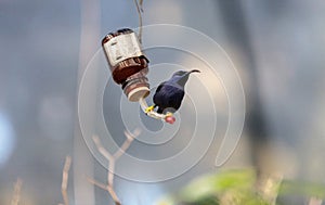 Purple honeycreeper bird Cyanerpes caeruleus