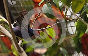 Purple honeycreeper known as Cyanerpes caeruleus