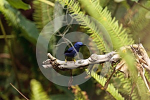 Purple honeycreeper known as Cyanerpes caeruleus